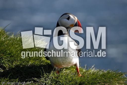 Papageitaucher (16 von 20).jpg